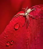 Spider On A Wet Red Tulip_DSCF02165